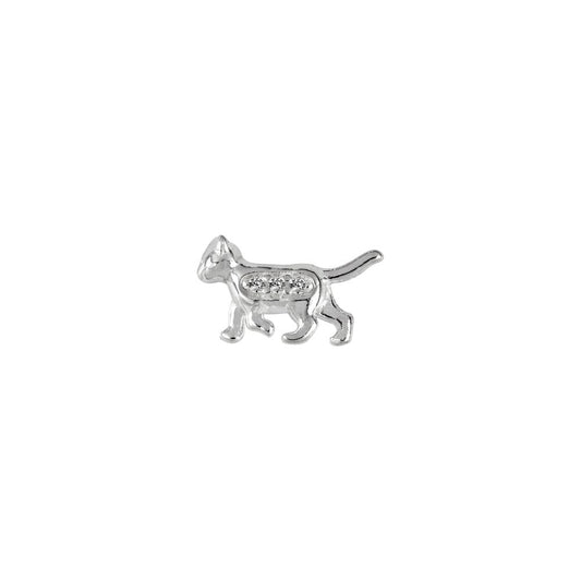 Cat (CZ) - Curious